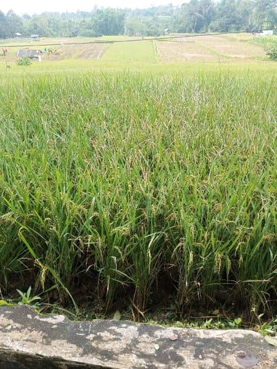 A vibrant green rice field stretches to the horizon under a hazy sky. The foreground features ripening rice stalks, their heads heavy with grain. Beyond the main field, patches of harvested land and cultivated areas can be observed. A concrete barrier runs along the base of the frame, contrasting with the lush vegetation. Distant trees and rolling hills complete the landscape.