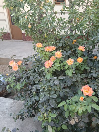 A medium shot captures a rose bush with several blooming orange and pink roses in a residential area. The bush, with dark green leaves, is situated next to a concrete walkway and a portion of a building with a wooden door. The building's wall is a light beige color with a decorative reddish-brown trim below a window. In the background, a pear tree with developing fruit is visible. The scene appears to be an outdoor setting in Karshi City, Uzbekistan.