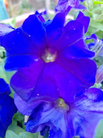 A close-up, macro photograph captures the vibrant blue and purple petals of two petunia flowers. The focus is sharp on the center of the upper flower, revealing its delicate stamen and pistil with a hint of green and yellow. Subtle white speckles are visible on the petals, possibly due to water droplets or pollen. The lower flower is partially visible and out of focus, with its petals exhibiting a lighter shade of purple and a more pronounced texture. The background is softly blurred, with hints of green foliage and what appears to be a light-colored structure, possibly a balcony railing or fence, suggesting an outdoor setting. There are no people or animals present in the image. The image appears to be a still life photograph of blooming flowers.