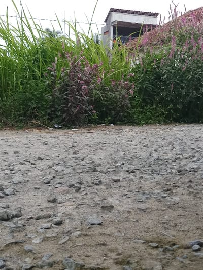 The image shows a gravel path in front of a line of vegetation. The path is made of small gray and brown gravel. The vegetation is a mix of tall grass, small shrubs, and flowers. The flowers are purple and pink. The path leads to a small building in the background. The building is partially obscured by the vegetation. The location is in Kebumen, Indonesia (latitude: -7.662, longitude: 109.647). There are no people or objects in the image. The environment is outdoor and daytime.