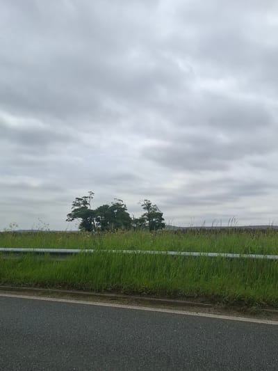 The image depicts a roadside scene under an overcast sky. In the foreground, a gray asphalt road runs along the bottom of the frame. Adjacent to the road, a strip of vibrant green grass is visible, bordered by a silver metal guardrail. Beyond the guardrail, a dense field of tall green grass stretches into the middle ground. In the distance, a cluster of dark green trees stands out against the horizon, with a few solitary trees interspersed. The sky is filled with heavy, gray clouds. The scene appears to be located in a rural or semi-rural area, possibly on the outskirts of Barnsley, United Kingdom, given the characteristic overcast weather and landscape often found in the region. No people or animals are visible in the image.