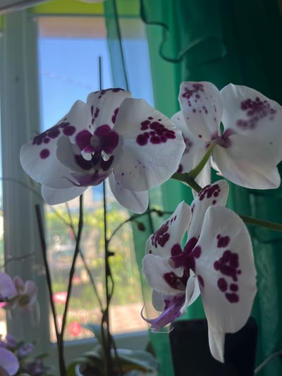 This is a close-up photograph of a cluster of white orchids with purple spots. The flowers are hanging downwards, with their petals gracefully unfurled. The background is blurred, showing hints of green foliage and what appears to be a window with a view of the outdoors. The light suggests it is daytime, possibly with a bright sky visible through the window, casting a soft illumination on the orchids. The focus is entirely on the delicate beauty of the flowers.
