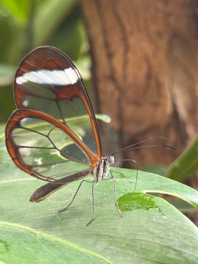 A glasswing butterfly is perched on a large green leaf. The butterfly's wings are transparent with dark veins and are edged with brown and white. The butterfly's body is dark with white stripes. The leaf has visible veins and is slightly wet. In the background, there is blurred green foliage and a brown tree trunk. The scene is outdoors in a natural environment, possibly a botanical garden. There is no information available about the specific location within Icod De Los Vinos, Spain.
