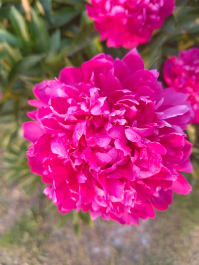 A close-up, top-down view of a vibrant pink peony flower is presented. The flower is fully bloomed, with layers of ruffled petals creating a dense, textured center. The background is softly blurred, showing green foliage and hints of a light-colored, textured ground, suggesting an outdoor garden setting. The image appears to be taken in Kalachevo, Russia, based on the prompt's context.