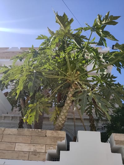A low-angle medium shot captures a papaya tree with visible green fruit, set against a bright blue sky. The tree's trunk is thick and textured, with large, palmate leaves reaching upwards and outwards. In the background, a white building with decorative stonework and intricate carved details is partially visible. In the foreground, a low, white wall with stepped architectural features and rough, beige brickwork forms a boundary. Sunlight creates a lens flare in the upper left corner of the image. The scene appears to be an outdoor setting in a city.
