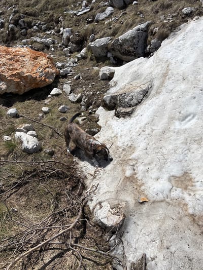 The image depicts a natural, rocky, and partially snow-covered landscape in Pašina voda, Montenegro. A medium-sized dog with a brindle coat and a pink collar is visible in the foreground, walking on the edge of a patch of melting snow. The terrain is characterized by dry grass, scattered rocks of various sizes, and some fallen branches. The sky is clear and the lighting suggests a sunny day.