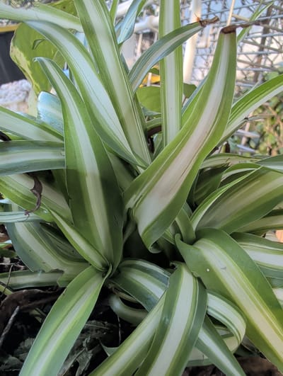 The image is a close-up, eye-level shot of a variegated spider plant. The plant has long, arching leaves with prominent green and white stripes. The leaves are arranged in a rosette pattern, with new growth emerging from the center. Some of the leaf tips appear slightly brown or dry. The background is blurred, but suggests an outdoor or greenhouse environment with hints of metal structures and foliage. There are no people or animals visible in the image. The lighting is natural and appears to be diffused. The image does not contain any information that would allow for its location in Clifton, United States of America.