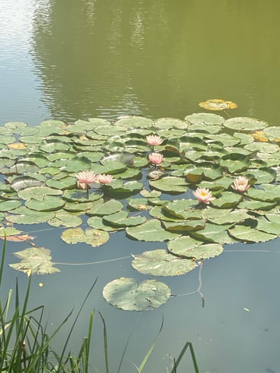This image depicts a tranquil pond in Briceni, Moldova, filled with numerous lily pads and several blooming pink water lilies. The water has a greenish hue, reflecting the surrounding foliage. Tall green reeds grow along the left edge of the pond, adding a touch of wildness to the scene. The overall atmosphere is serene and natural.