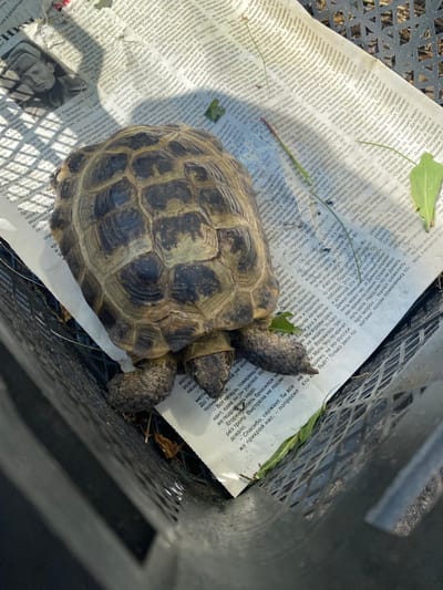 A Russian tortoise is resting on a newspaper page, which is placed inside a dark plastic crate. The newspaper has black text and a sepia-toned image of a person in military uniform. The tortoise is positioned in the center of the newspaper, with its head and legs partially visible. The crate is dark and has a grid pattern on its sides. The background is out of focus but appears to be outdoors, with a hint of vegetation and sunlight. The overall scene is one of domestic observation, possibly related to the care or relocation of the tortoise. The location is not specified in the provided context.