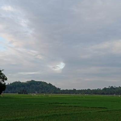 This image, captured in Uleejalan, Indonesia, presents a wide-angle view of an agricultural landscape under an overcast sky. The foreground is dominated by expansive, vibrant green rice paddies, clearly delineated into various plots. Several white objects, likely egrets, are scattered across the fields. On the far left, a simple scarecrow is partially visible. In the mid-ground, a dense, dark green tropical forest covers a series of rolling hills and forms a distant treeline across the horizon. Small, rudimentary structures, possibly huts, are discernible at the base of the forested areas. The sky is largely covered by uniform light grey clouds, with a distinct, irregular bright white patch of cloud or a break in the overcast layer visible in the upper center. The lighting is diffused, suggesting an overcast day without direct sunlight.
