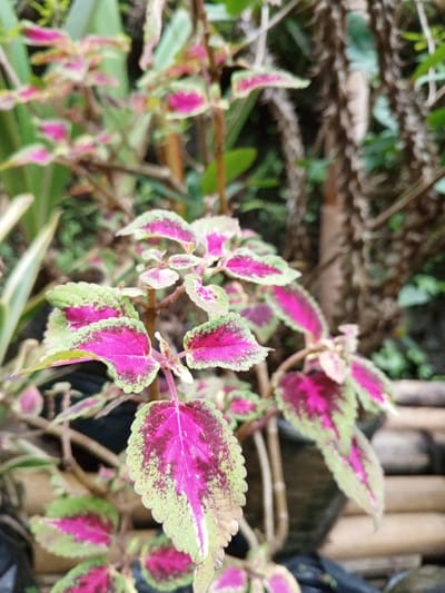 This image, taken in Weintiapa, Liberia, displays a close-up, in-focus view of a variegated plant, likely a coleus species. The plant features numerous oval leaves with serrated margins. Each leaf exhibits a distinct color pattern: a central area of vibrant magenta or fuchsia, often with darker maroon speckles, surrounded by an irregular border of lime green or pale green. Some leaves show a faint whitish stripe along the central vein. Slender, brownish-green stems support the foliage. The background is out of focus, revealing blurred green vegetation on the left and a darker, textured object resembling a thorny tree trunk or thick woody stem on the right. Below the trunk, indistinct horizontal elements, possibly bamboo slats, and dark shapes suggesting plant containers are vaguely visible. The scene is illuminated by ambient natural light. No individuals or active subjects are present.
