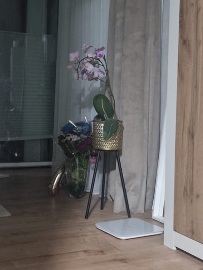 The image depicts an indoor scene on a wooden floor. In the foreground, a white, square digital scale is placed on the floor. To the left, a tall glass vase filled with a bouquet of dark red, blue, and pink flowers is visible. Partially obscured by the vase and to its right, a golden, elongated object with a bulbous end rests on the floor. Behind the vase and to the right, a golden patterned planter holds a potted plant with green leaves and delicate pink and purple flowers. The planter is elevated on a black, tripod-like stand. In the background, flowing beige curtains are draped, and to the far right, a section of a wooden cabinet or doorframe is visible, along with a white frame. The scene appears to be a living space within a residence located in Burladingen, Germany.