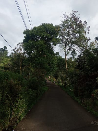 The image depicts a narrow, paved road winding through a lush, green landscape, characteristic of a rural, forested area like Yusipang, Bhutan. Dense vegetation, including tall trees and various shrubs, lines both sides of the road, forming a verdant corridor. The sky above is overcast with light grey clouds.
In the upper left quadrant, three parallel utility lines or cables are visible against the cloudy sky. Further along the road, in the mid-ground, two small figures, likely individuals riding scooters or small motorcycles, can be seen, suggesting movement or travel along the path.
The time of day appears to be daytime, under a cloudy sky, resulting in diffused light that highlights the rich greens of the foliage. The scene conveys a sense of tranquility and natural beauty. There is no visible text in the image.