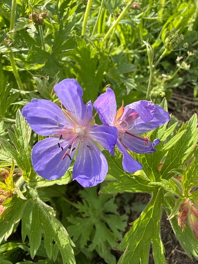 This is a close-up, high-angle shot of two purple cranesbill geranium flowers in bloom, surrounded by green foliage. The flowers are the primary subjects, with one positioned in the foreground and the other slightly behind and above it. The foreground flower is in sharp focus, showcasing its delicate purple petals with fine, lighter purple veins, and its central stamen, which has red filaments and dark purple anthers. The upper flower is slightly out of focus, but its purple petals and central reproductive parts are still visible.
The setting is outdoors, likely a garden or natural area with abundant greenery. The leaves surrounding the flowers are vibrant green, some with visible veins and a slightly fuzzy texture, characteristic of geranium leaves. The lighting suggests it is daytime, with sunlight highlighting the flowers and leaves, creating dappled shadows and bringing out the colors. The overall impression is one of natural beauty and the quiet presence of flora.
There is no visible text in the image. The location context indicates this scene is from Большой Турыш, Russia, suggesting a temperate climate suitable for this type of flowering plant. The image captures a peaceful moment in nature, focusing on the intricate details of the flowers and their surrounding environment.