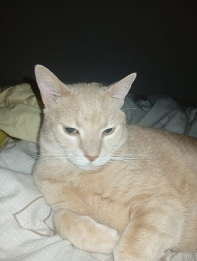 The image shows a close-up of a ginger cat lying on a bed. The cat has light orange fur and green eyes. The background is dark, with some blurred bedding visible. The image is a still photograph and there is no discernible location in the city of Civitanova Marche, Italy.