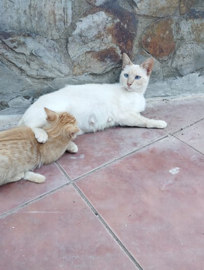 Two cats are resting on a tiled patio in front of a stone wall. The cat in the foreground is a ginger tabby, lying on its side with its head resting on the back of the other cat. Its left paw is placed gently on the back of the white cat. The white cat is lying on its side, facing towards the right of the frame, with its hindquarters slightly tucked. It has striking blue eyes and appears to be pregnant, with visible nipples. The background consists of a rough, textured stone wall with visible cracks and variations in color, ranging from grey to brown. The patio is made of large, square terracotta tiles with grey grout lines. The scene is outdoors, and the lighting suggests it is daytime, possibly late afternoon given the warm tones. There is no visible text in the image. The overall mood is peaceful and relaxed.