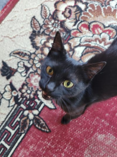 A close-up shot captures a black cat with bright green eyes, looking upwards with its mouth slightly open, revealing its teeth and tongue. The cat is positioned on a patterned rug that features floral designs in shades of red, brown, and cream, with a red border along the bottom edge. The background shows more of the rug's intricate pattern, with a border on the left side that has a Greek key design. The scene is indoors.