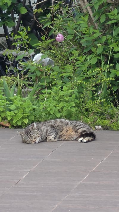A tabby cat is lying on a wooden deck next to some foliage. A pink flower is visible amongst the leaves of the foliage. The location is Rogachevo, Bulgaria.