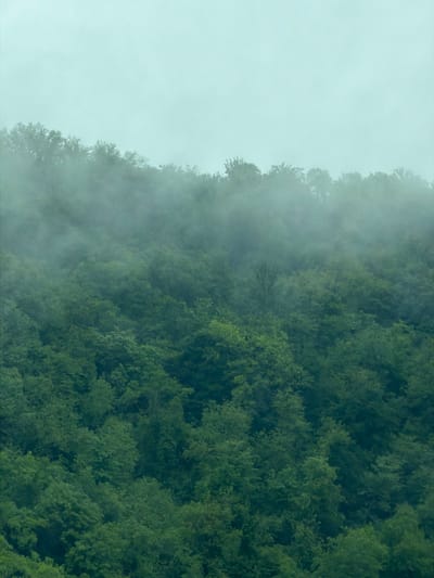 A landscape photograph features a dense, verdant forest juxtaposed against a backdrop of heavy fog. The trees on the right side of the frame are predominantly green, with varying shades indicating a rich and diverse canopy. As the trees extend towards the left, they begin to blend into the fog, creating a hazy, indistinct boundary. The fog itself is a uniform grey-white, obscuring any clear view of the background. The image is oriented vertically. The location is Grigalati, Georgia.