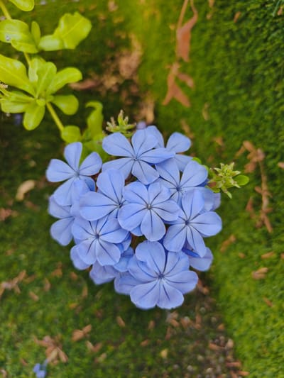 A close-up shot captures a cluster of delicate, five-petaled blue flowers. The flowers are the main subject, arranged in a slightly overlapping formation, with visible dark veins radiating from the center of each bloom. The petals are soft and rounded, with a gentle curve.
The flowers are set against a backdrop of lush green foliage and what appears to be mossy ground, interspersed with scattered dry leaves and twigs. In the upper left corner, vibrant green leaves of a different plant are visible, suggesting a garden or natural outdoor setting. A small cluster of unopened green buds can be seen to the right of the main flower cluster, hinting at ongoing growth.
The lighting suggests it is daytime, likely with diffused sunlight, as there are no harsh shadows. The overall impression is one of natural beauty and tranquility. The image is devoid of any human presence or visible text. The location context of Dehesa de Campoamor, Spain, implies a Mediterranean climate, which would be conducive to such flora.