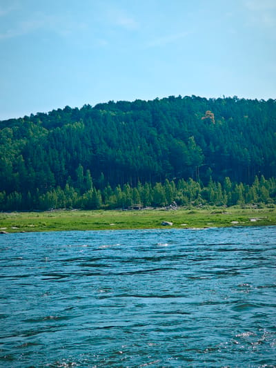 The image shows a wide, blue river in the foreground. The river has ripples and waves, with sunlight glinting off the surface. In the midground, there is a grassy bank with some rocks and logs. Beyond the bank is a dense forest covering a hillside. The trees are a mix of dark green evergreens and lighter green deciduous trees, with a single tree showing autumn colors towards the top of the hill. The sky above is a clear, light blue. This scene is likely the Svir River, which flows through the city of Porog, Russia. The photograph captures a natural landscape with a focus on the water and the forested hillside.