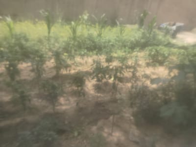 The image depicts a blurry, overexposed view of a garden or field, possibly in a rural area. In the background, there appears to be a wall or fence. In the mid-ground, rows of green plants are visible, some taller and more upright, suggesting a vegetable patch. In the foreground, more dense greenery is present. To the right of the image, there is a blue and grey object that resembles a trash can or some form of discarded item. The overall impression is of an outdoor agricultural setting. The provided location information "Навобод, Tajikistan" suggests a possible geographical context for this scene.