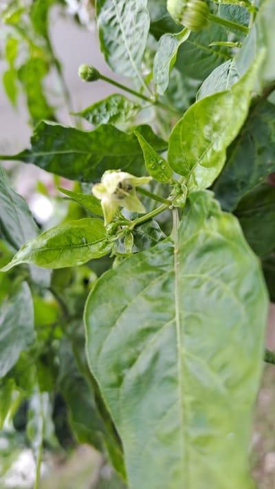 A close-up, vertical shot captures a pepper plant's growth. A small, pale green pepper flower with dark stamens is in focus, positioned slightly left of center. Adjacent to it, a tiny green pepper bud is visible. The plant's vibrant green leaves fill the frame, with some showing slight discoloration or water droplets. In the background, out-of-focus greenery suggests other plants or foliage. The scene is outdoors, likely in a garden or natural setting, with soft, natural lighting. The image provides a detailed look at the early stages of pepper plant development.