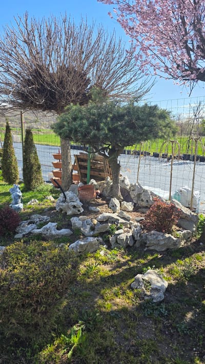 The image shows a garden scene in Usoika, Bulgaria. A leafless tree with bare branches stands beside a green coniferous tree. Behind them is a fenced area with black pots and a white plastic sheet covering the ground. A rock garden is arranged with various sized stones, some with holes, and small plants. A terracotta pot lies on the ground. Other garden plants and bushes are visible, along with patches of grass. The sky is blue and a flowering tree with pink blossoms is partially visible at the top left of the frame.