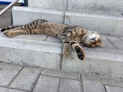 A tabby cat is sleeping on concrete stairs in Mishkino, Russia. The cat is lying on its side, stretched out with its paws extended. Its eyes are closed, and its mouth is slightly open. The cat's fur is a mix of brown, black, and gray stripes. The stairs are made of large, rectangular concrete slabs. A metal railing runs along the left side of the stairs. The background is out of focus, but it appears to be a building with a blue and white facade. The overall scene is peaceful and relaxed, suggesting the cat is enjoying a warm day outdoors.