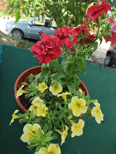 In Unarokovo, Russia, a close-up shot captures a terracotta pot filled with flowering plants. The pot is placed on a weathered, dark green surface, possibly a railing or windowsill. The flowers are a mix of vibrant red and cheerful yellow petunias, with lush green foliage. In the background, slightly out of focus, a light-colored convertible car is visible parked on a paved area, with trees and foliage overhead suggesting an outdoor setting. The overall scene is one of natural beauty amidst a suburban or urban environment.