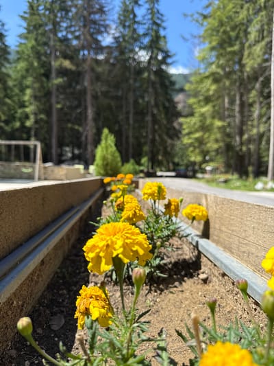 A close-up, low-angle shot features a planter box filled with bright yellow marigolds in Panichishte, Bulgaria. The planter box is made of wood and lined with metal. The marigolds are in various stages of bloom, with some fully open and others as buds. In the background, a paved road runs alongside the planter box, with trees and a clear blue sky visible beyond. The overall scene suggests a park or recreational area.