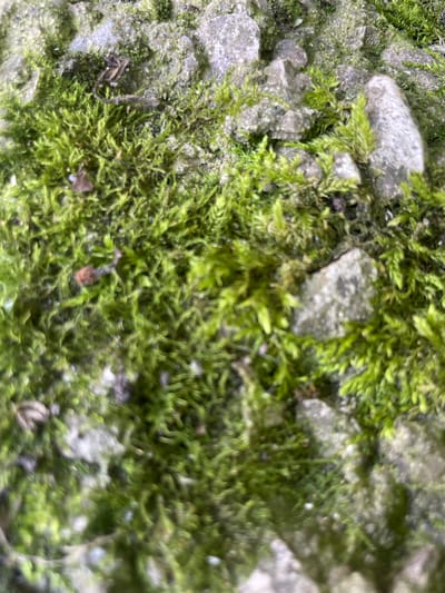 This is a close-up, out-of-focus photograph of moss growing on stones. The scene is dominated by vibrant green moss, interspersed with various shades of grey stones. The textures of the moss appear soft and dense, with individual strands visible in some areas. The stones vary in size and shape, some appearing smooth and rounded, while others are more irregular and rough.

There are no people or overt objects present, beyond the natural elements of moss and stone. The setting appears to be an outdoor environment, likely a natural or partially constructed area where moss would thrive, such as a garden, park, or a weathered stone wall. The lighting suggests it is daytime, with diffused light, but no specific time of day can be determined. The weather is not discernible from the image.

Notable details include the rich green color of the moss, which suggests a moist environment. The out-of-focus nature of the image creates a soft, almost painterly effect, blurring the sharp edges of the stones and emphasizing the overall texture of the moss. There is no visible text in the image. The context of Beslan, Russia, is not directly evident from the visual information in the photograph itself.