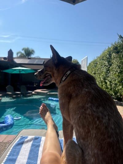A mottled reddish-brown and black dog with pointed ears and a black and white patterned collar sits on a surface beside a swimming pool in a residential backyard in Rocklin, United States. The dog faces left, mouth open with tongue slightly extended. To its immediate left, a human's lower left leg and foot are visible, reclined on a blue and white striped towel covering a lounge chair; a silver-colored ring is present on the fourth toe. The light blue swimming pool contains multiple blue floats. In the background, a house with solar panels on its roof and a chimney, a dark teal patio umbrella, and two additional lounge chairs are visible. A tall green hedge and a white basketball hoop backboard occupy the right side of the frame. The scene is under direct sunlight with a clear blue sky and faint overhead power lines.