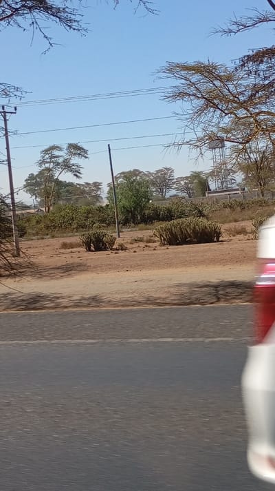 The image presents a daytime outdoor scene, likely captured from a moving vehicle, showcasing a semi-arid or savanna-like landscape under a clear blue sky.
In the immediate foreground, the bottom third of the image is occupied by a dark asphalt road, streaked horizontally, indicating motion blur from the vehicle taking the photograph. A distinct white line runs parallel to the left edge of the road, marking a lane or shoulder. On the far right edge of the frame, a blurred white object with a reddish-pink accent is visible, consistent with the rear quarter panel or bumper of a car from which the photo was taken.
Moving upwards from the road, there is a wide strip of dry, light brown earth, appearing like a roadside shoulder or verge. This area is sparsely vegetated with dry grass and reddish-brown soil. Several large clumps of green, succulent, cactus-like plants (possibly euphorbia species) are scattered across this dry ground. Shadows, possibly cast by the vehicle or overhead trees, fall across this area.
Further into the midground, a line of denser vegetation, including various trees and bushes, forms a natural barrier. Beyond this, the landscape continues with more scattered trees, many of which have thin, bare or sparsely foliated branches, characteristic of acacia trees. In the far background on the right, a tall metallic structure, resembling a water tower or a cell tower, is visible. Some distant, indistinct buildings or structures can also be seen.
The upper portion of the image is dominated by a clear, light blue sky, indicating bright, sunny weather. Several utility poles with multiple power lines strung horizontally across them cut across the mid-upper section of the sky. The top corners of the image are framed by the dark, intricate branches of large, bare or thinly foliated trees, extending from out of frame.
The overall impression is that of a journey through a warm, dry region, characterized by specific drought-tolerant vegetation and infrastructure elements like roads and power lines. There are no people visible, and no discernible text in the image.
