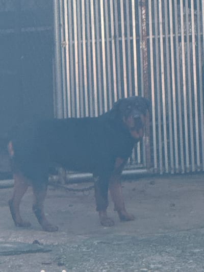 A black Rottweiler dog stands in front of a corrugated metal fence. The dog is mostly obscured by the dim lighting and a haze in the foreground. Its body is dark, and its head is turned slightly towards the right. The fence is composed of vertical, ribbed panels. The ground is a rough, gray surface. The scene appears to be outdoors, possibly in a yard or alleyway. The location is Đa Thọ, Vietnam.