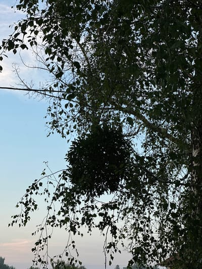 A large clump of mistletoe, a parasitic plant, is visible nestled within the branches of a birch tree. The mistletoe forms a dense, spherical shape composed of dark green leaves, starkly silhouetted against the pale blue sky. The surrounding birch tree's leaves are also dark green and form a canopy that partially obscures the sky and the mistletoe. The bark of the birch tree is visible on the right side of the image and is characteristic of birch trees, appearing lighter in color with dark markings. The lower part of the image shows a hazy horizon with hints of tree lines and a red-tiled roof, suggesting a rural or suburban setting within Буркоўскі сельскі Савет, Belarus. The lighting suggests it is either early morning or late evening, with soft light illuminating the sky.