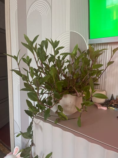 The image shows a potted plant with green leaves and reddish stems, likely a Tradescantia species, placed on a shelf or surface. The background features a textured wallpaper with a pattern of vertical lines and arched shapes. To the right of the plant, a portion of a screen displaying a bright green color is visible, suggesting a television or monitor. There are also decorative items on the shelf, including a small white textured pot and some small objects that appear to be figurines or decorative stones. A pink hair clip is also visible. The overall scene appears to be indoors, possibly in a living room or bedroom. The image was taken in Rakhinka, Russia.
