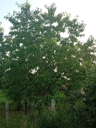 The image depicts an outdoor scene in Olișcani, Moldova, dominated by a large, leafy tree in the center. The tree has dense green foliage and appears to be in a natural setting, possibly a garden or rural area. In the foreground, there is a concrete post, likely part of a fence, and a variety of green vegetation and wildflowers. The lighting suggests it is daytime, with the sky appearing bright. The overall mood is serene and natural. No people or text are visible in the image.