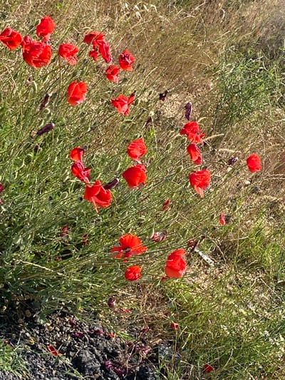 The image displays a natural outdoor scene featuring numerous red poppies (Papaver rhoeas or similar species) and their associated green foliage, located in Belo Pole, Bulgaria. Approximately two dozen red poppy flowers are visible, exhibiting various stages of growth from tightly closed buds to fully open, vibrant red blossoms, and some with crumpled or partially wilted petals. These flowers are densely interspersed with bright green, leafy stems and other herbaceous plants. The foreground on the left side consists of dark, granular material resembling gravel or coarse soil, with scattered reddish-purple fragments, likely fallen petals. The background and the right side of the image show an expanse of dry, light brown and tan grasses and desiccated vegetation. The scene is illuminated by natural daylight, indicating clear weather conditions. No people or animals are present.