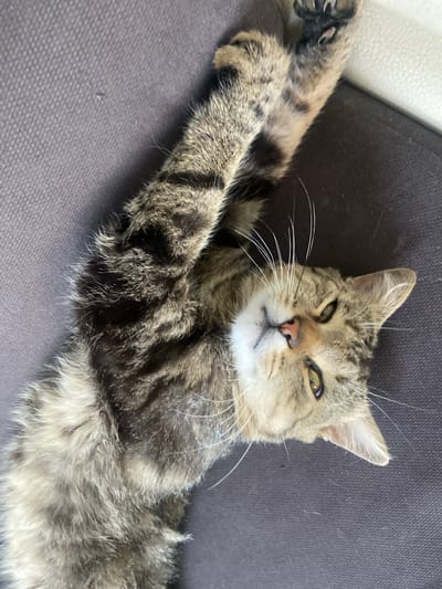 An overhead, eye-level medium shot shows a tabby cat lying on its back on a textured, dark gray surface, possibly a couch or chair. The cat is looking up towards the camera with its head tilted to the right. Its paws are extended upwards, with one paw clearly showing sharp claws. The cat's fur is a mix of brown, black, and gray stripes. Its eyes are green, and its nose is pink. The background consists of the dark gray surface and a hint of a lighter surface, possibly a white cushion, to the upper right. The scene appears to be indoors, in an urban setting within Жданов ауылдық округі, Kazakhstan.