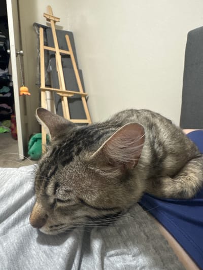 The image shows a close-up of a tabby cat sleeping on a person's lap. The cat is curled up, with its head resting on the person's leg. The cat's fur is a mix of brown, black, and gray stripes. The person is wearing a gray t-shirt and blue pants. In the background, there is a white wall, a wooden easel, and some shelves with clothes. The lighting suggests it is daytime, and the overall mood is peaceful and cozy. The location is identified as Fresno, United States of America.