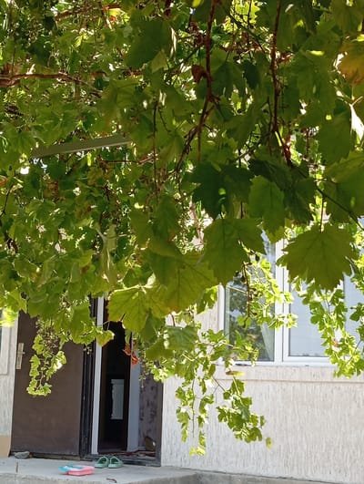 In the city of Kızıl-Bel, Kyrgyzstan, an outdoor scene captures a close-up view of a grapevine canopy in the foreground, with its lush green leaves and developing clusters of small, light green berries casting dappled shadows. Beneath the vines, a doorway of a building is visible on the left, featuring a dark-colored double door with silver handles. To the right of the doorway, a section of a light-colored textured wall with a white-framed window is present. On the concrete steps leading to the doorway, a pair of light green rubber flip-flops and a pink plastic container are placed. The sunlight filters through the leaves, creating bright highlights and emphasizing the natural setting.