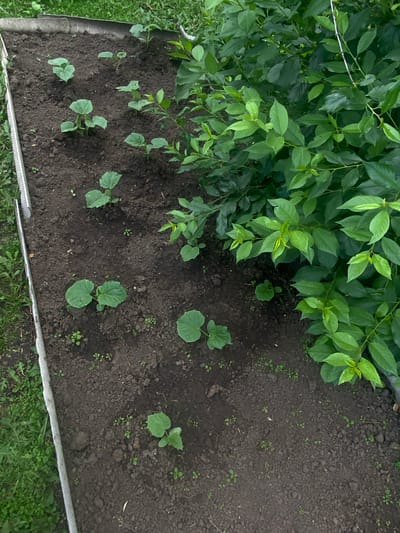 This is an aerial, eye-level shot of a small, raised garden bed. The garden bed is filled with dark soil and contains several small, green plants with broad leaves. Some of the plants appear to be young seedlings. To the right of the garden bed is a dense green bush with smaller leaves. The garden bed is bordered on the left by a strip of grass and then a gray, textured border. The image was taken in the city of Peshevo, Russia, and appears to be an outdoor scene.