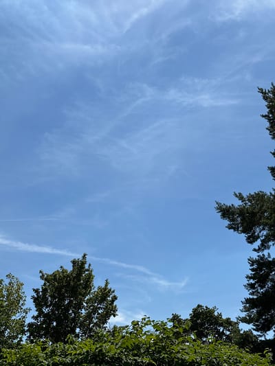 The image is a low-angle shot looking up at a clear blue sky with wispy white clouds. The sky occupies most of the frame, with the tops of green leafy trees framing the edges of the image. The trees on the right appear to be deciduous, with broad leaves. The trees on the top left are darker and appear to be evergreens, with needle-like foliage. The light suggests it is daytime, likely midday, given the brightness of the sky and the clear visibility. There are no people or discernible objects in the sky, only the natural elements of sky, clouds, and trees. The scene conveys a sense of openness and a peaceful outdoor environment, possibly a park or a garden setting in Bonn, Germany. No text is visible in the image.
