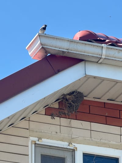 A bird is perched on the edge of a white gutter under a red tiled roof against a clear blue sky. Below the gutter, a swallow's nest is attached to the side of a house, constructed from mud and straw. The house has a combination of light-colored horizontal siding and red and light-colored brickwork. A portion of a window frame is visible at the bottom of the image. The scene appears to be an exterior shot of a building in a residential area.