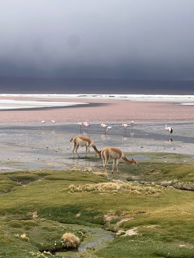 Two vicuñas stand near a pink-toned lake speckled with flamingos. Green vegetation grows beside the lake. The sky is overcast.