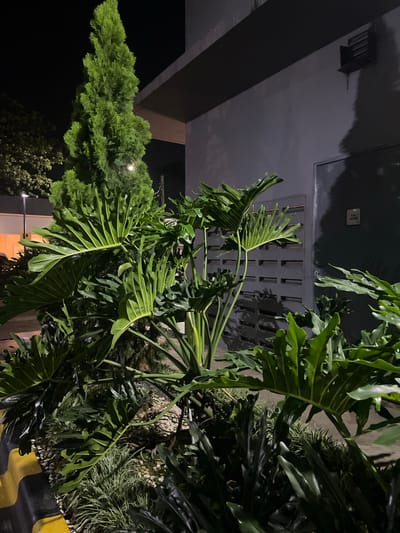 The image presents an outdoor scene, likely at night given the darkness, with a building and a variety of plants. The building's exterior is a dark color with a vent and possibly a utility access panel. A tree with dense, dark-green foliage is on the left, and large leafy plants dominate the view, originating from a planter area. There is a yellow and black barrier along the planter edge. The location is purportedly Bencongan Indah, Indonesia. No people, interactions, or specific actions are visible in the scene.
