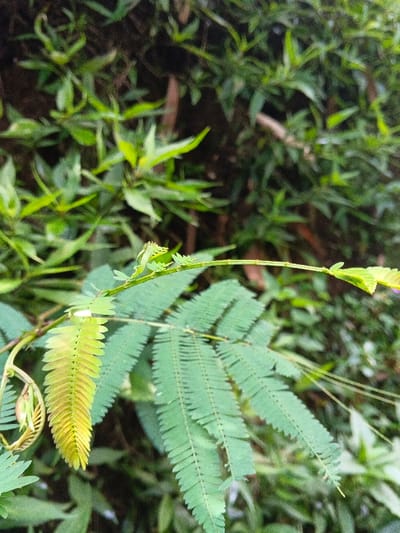This image presents a close-up forensic view of vegetation in Mengzi City, China. The scene is dominated by the leaves and stem of a plant, likely Mimosa Pudica or a similar species due to the pinnately compound leaf structure. In the foreground, a vibrant yellowish-green, pinnately compound leaf, appearing as new growth, extends from the lower left. To its right and slightly behind, a larger, darker green pinnately compound leaf unfurls, exhibiting numerous tightly packed leaflets. A slender, light-green stem or rachis arches upwards and to the right from the plant's center. A small, light-green insect, possibly a praying mantis nymph or stick insect, is camouflaged on this upper stem, positioned left of its highest point. The background is composed of out-of-focus green foliage, indicating a dense, natural, and undisturbed vegetative environment. No human presence, man-made objects, or other discernible animals are present in the frame.