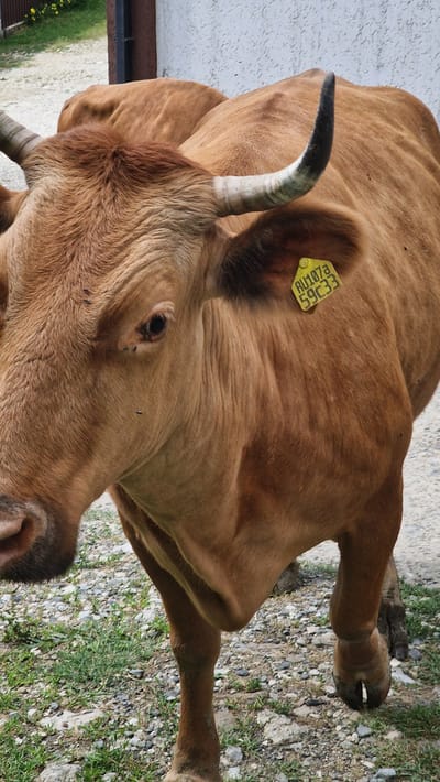 A close-up, eye-level shot depicts a brown cow with short, curved horns. The cow's head and upper torso are the primary focus, angled slightly to the left. A yellow ear tag with black lettering, reading "RU107a 59C33," is attached to its right ear. Several small flies are visible on the cow's face and body. The cow stands on a gravelly surface with sparse green grass. In the background, a textured white wall and a dark vertical post are visible. The scene is outdoors, with indications of a rural or semi-rural environment, consistent with the location of Verkhovskoye, Russia, a village known for its agricultural activities.