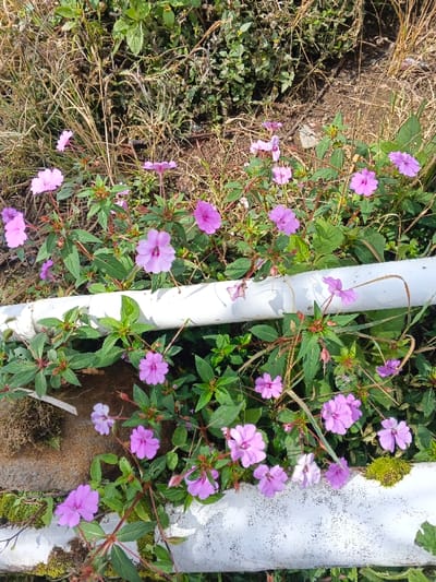 The image depicts an outdoor scene in Wenshan City, China, characterized by dense vegetation and man-made structures. Numerous flowering plants, identified as a species of Impatiens, are prominently featured, displaying multiple five-petaled blossoms in shades of light pink to purple. These plants possess vibrant green, ovate leaves with serrated edges and reddish-brown stems. Two white, cylindrical objects, likely PVC pipes or painted metal bars, traverse the scene horizontally. One is visible along the bottom edge, partially obscured, while the other crosses the mid-section, with flowers growing around and over it. Both white objects show signs of weathering, including surface dirt, speckles, and patches of moss. The background consists of a mix of dried brown grass, various green foliage, and exposed soil, indicating an overgrown environment. No human or animal subjects are present. The scene is illuminated by natural daylight.